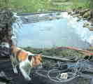 Even the cat was interested
